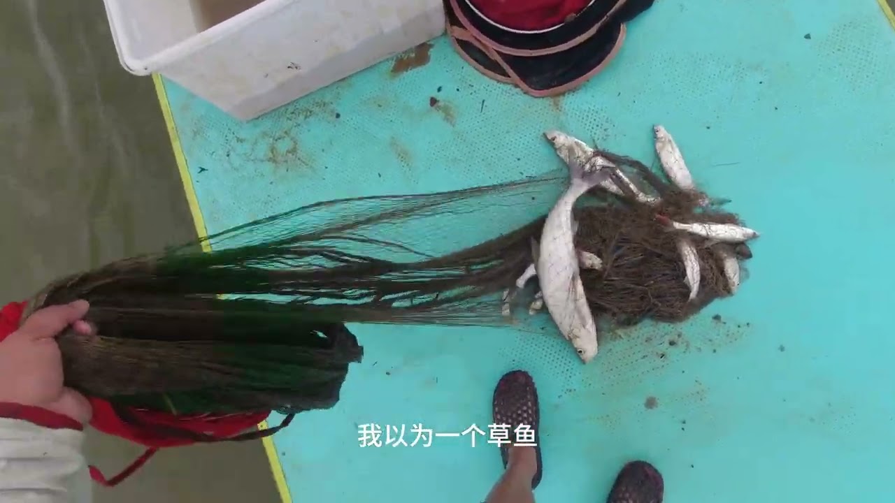 下船撒网抓草鱼，结果全是红尾翘嘴，酸菜鱼又没了