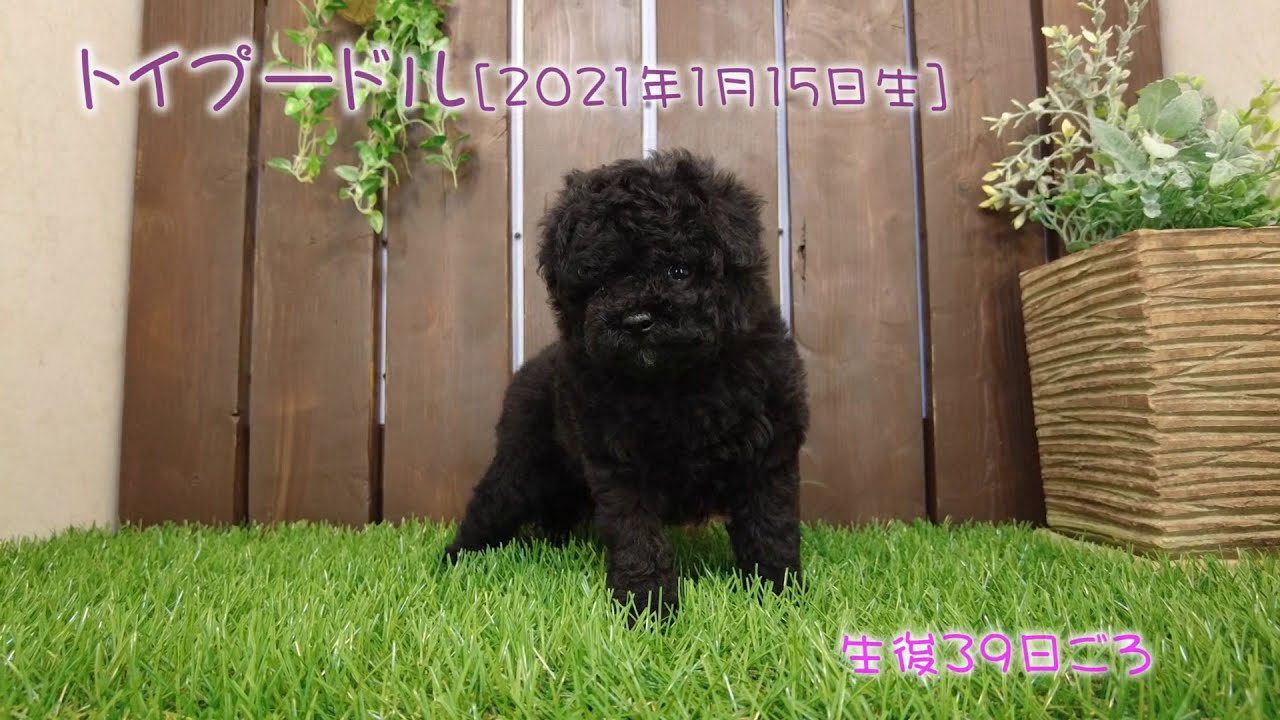 滋賀県 トイプードル子犬 21 1 15生 生後39日目 ブラック 女の子 ペットショップhug Youtube