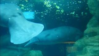 The Seas With Nemo And Friends Manatees