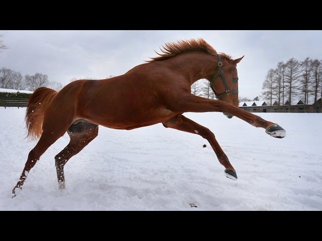 日本最強馬オルフェーヴル 午年に幕開け 第２の人生 Youtube