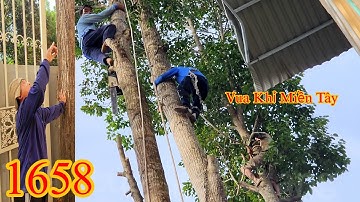 Nhóm Vua Khỉ Miền Tây cưa treo nguyên thân 4 cây Sao ở vị trí cực kì khó (1/4) Cutting golden oak