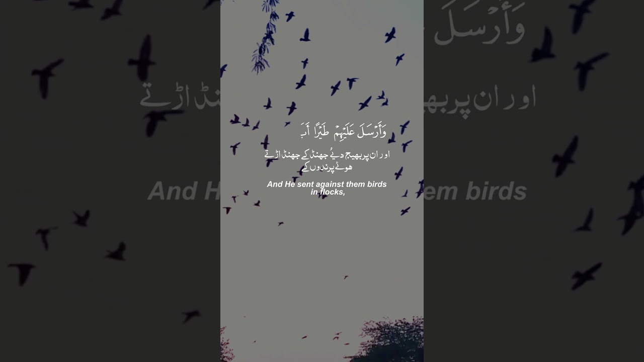 Surah Al-Fil Ayat  | Birds of Ababil | Quran Shorts | Islamic Reminder | Quran status