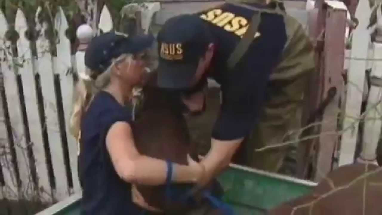 puppy paradise An American Opera The Greatest Pet Rescue Ever - Chris Acosta Official Trailer