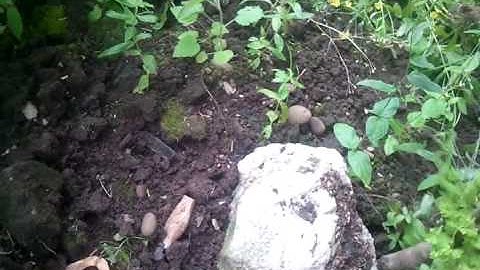 Weedkiller ten times efficient than Roundup