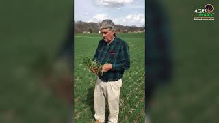 Determining nitrogen application timing for winter wheat screenshot 3