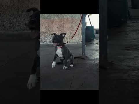 3 Month Aggressive Pitbull Puppy Pitbull Dangerous Agressive Puppy Doglover