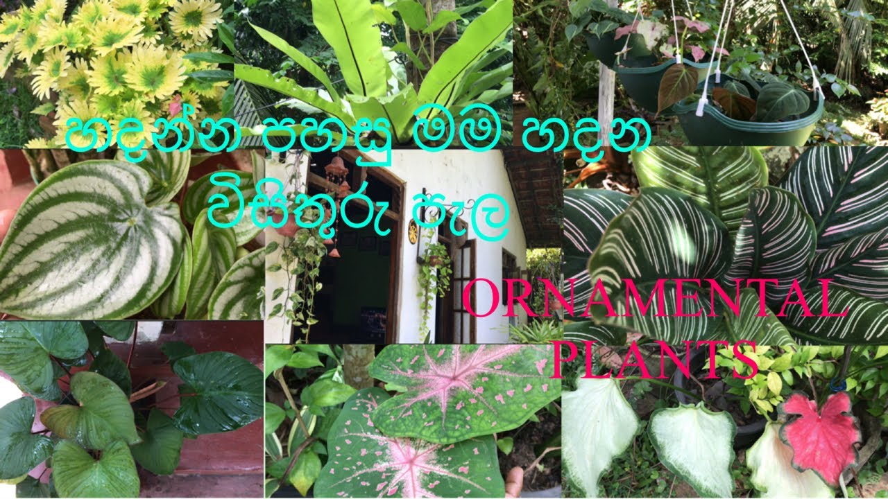හදන්න පහසු මම හදන විසිතුරු පැල/Ornamental plants 🪴