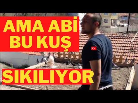 Seferli oyunlu taklacı güvercin videosu - Ankara oyun kuşları