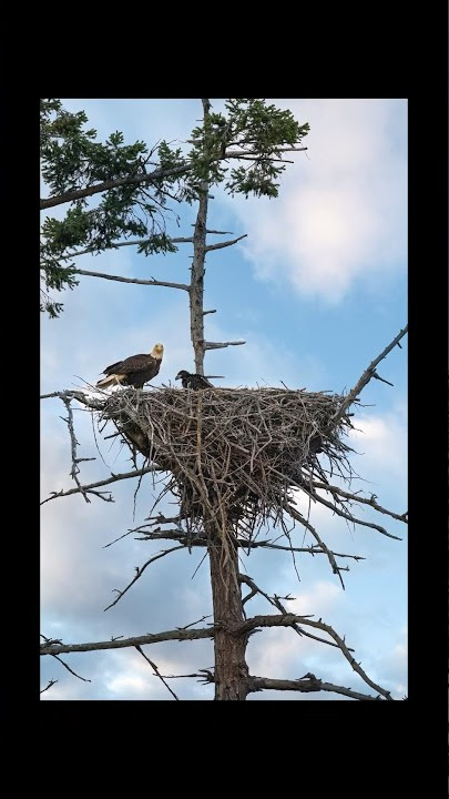 Finding eagles in their huge nest! Wildlife photography at its best. #wildlifephotography