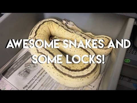 pythons for sale Looking at some awesome Ball Pythons and some locks!