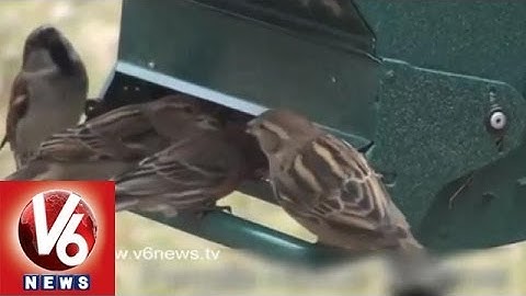 Save Sparrow Project in Visakhapatnam : Modern Technology Ruins Sparrows Life