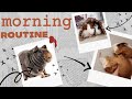 Утро с морскими свинками|утренние рутины|morning routine witg guinea pigs|СВИНКИ С МОРЯ