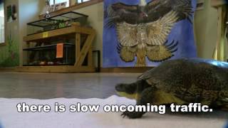 New turtle crossing signs save lives
