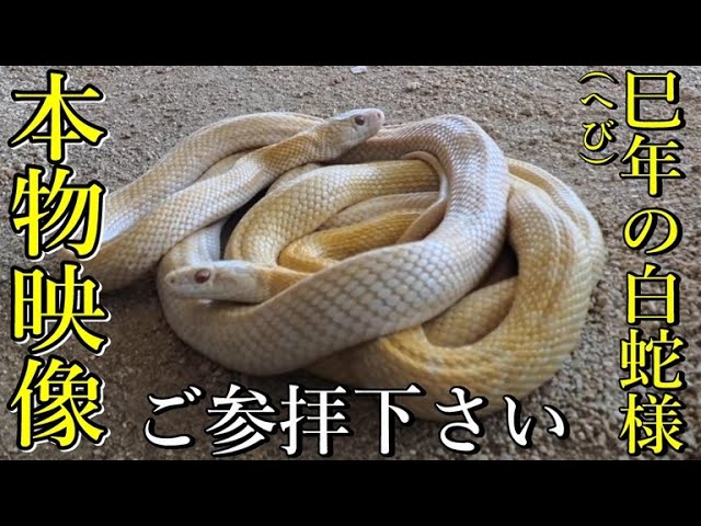 Genetically altered white snake born in Yamaguchi, Japan