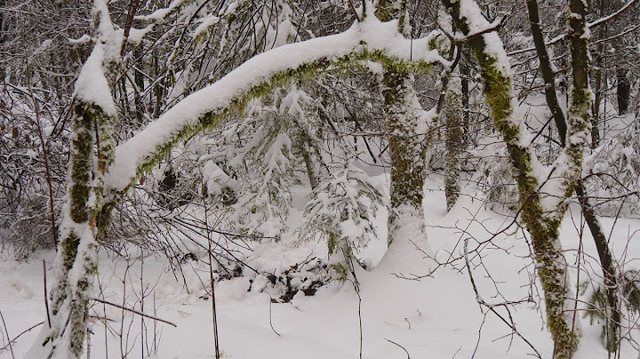 Ein Traum in Weiß - Der hohe Vogelsberg an Neujahr 2015