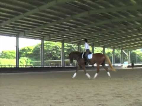 Kirribee Take Aim Canter Work 1 Mikayla Sheppard