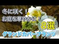 冬に咲く花！お庭を華やかに！グランドカバープランツ8選  おすすめ地被植物