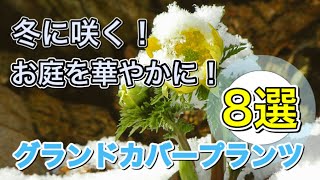 冬に咲く花！お庭を華やかに！グランドカバープランツ8選  おすすめ地被植物