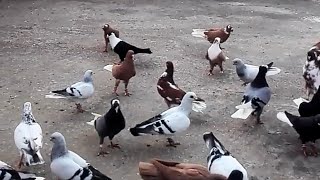 حمام كش شغل الهاشمي الاردن الله يبارك للبائع و المشتري  Birds   pigeons