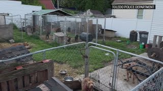 Toledo Police Department investigating potential dog fighting case