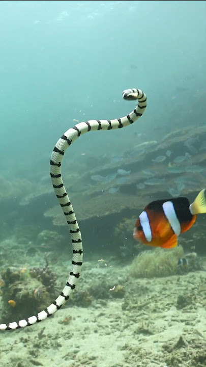 Meet one of Lembeh’s most fascinating residents, the banded sea krait (Laticauda colubrina).