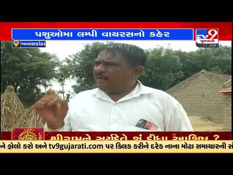 Herdsmen panic after 300 cases of lumpy virus reported in Banaskantha |Gujarat |TV9GujaratiNews