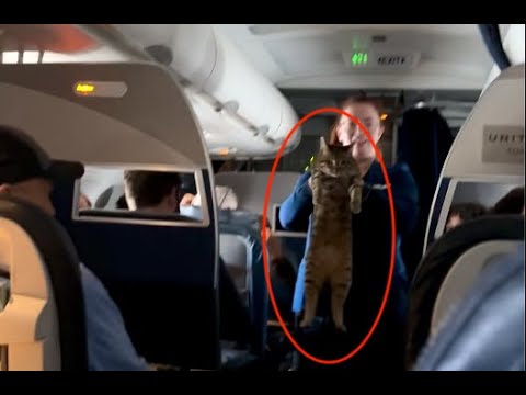 Flight Attendant Helps Lost Cat Find Owner Mid-Flight