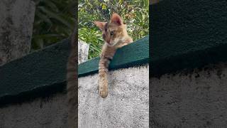 cat love❤️#cat#catcare#prettycat