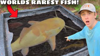 I Bought the RAREST Fish in The World! by Bass fishing Productions 1,564,176 views 7 months ago 29 minutes