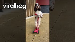 Springer Spaniel Shows Off Her Scooter Skills || ViralHog