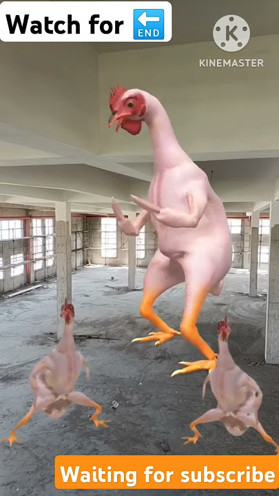 Chicken Bing | New Ho Munda Video song 2024 Choudhari & Sanjana |Dandomstar &Nirmala Kisku#trending