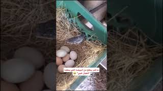 ما معه حل الا لازم يطلعها من فمه  #shorts #فيديوهات_قصيرة #ثعبان