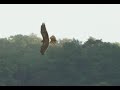 juvenile Wiesenweihe im Flug (Circus pygargus) Montagu&#39;s Harrier