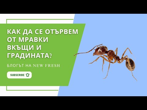 Видео: Как да се отървем от захарните мравки?