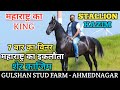 महाराष्ट्र का किंग 7 बार का विनर stallion Kazim - Gulshan Stud Farm (9890178652)