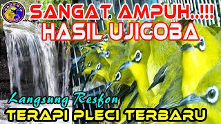 Terapi Pleci Agar Buka Paruh, Terapi Pleci Terbaru Untuk Burung Pleci Macet Bunyi