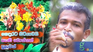 199 ගෙදරට වාසනාව කැන්දන  මල් පාත්තියක් හදමු. sri lanka plants - cannas flower