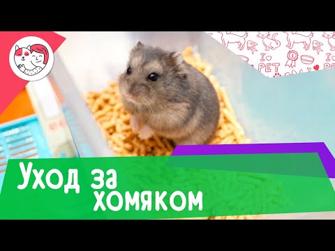 Как ухаживать за хомяком в домашних условиях