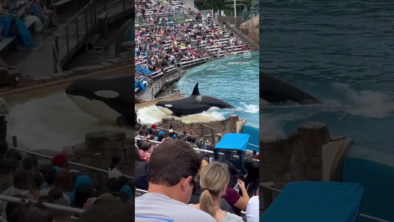 The BEST Of SeaWorld San Diego S Orca Show Seaworld Sandiego