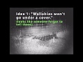 Wombats Wallabies and Fences