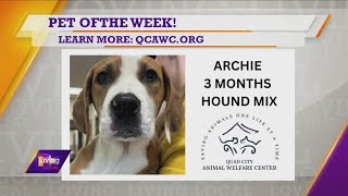 Pet of the Week | Archie