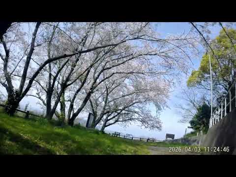 毘沙門山・桜　2026 4 3　　11：25～