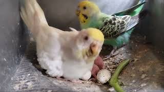 ?budgies sounds | budgerigars hatching & feeding baby chicks budgies budgerigar animalsgalaxo