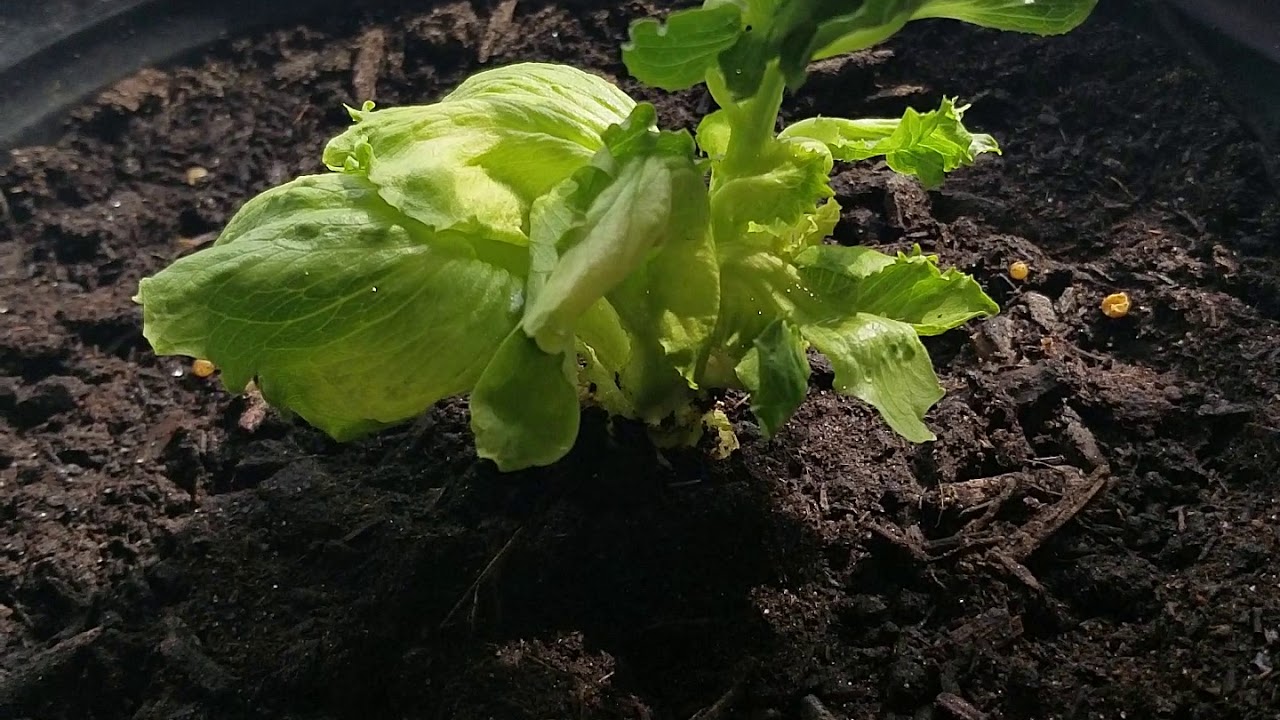 How To Regrow A Head Of Iceberg Lettuce From Core