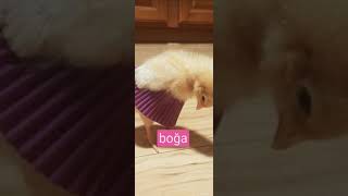 Burçlara Göre Hayvanlar