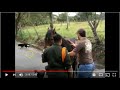 Poor Horse Screams For Help - No Stupid Humans Are Listening - Ignorance Is The New Norm In Horses