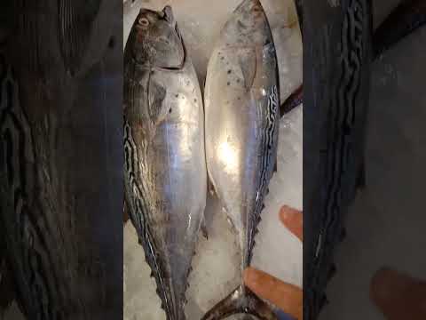  5 تونة و سالمون في محل واحد 