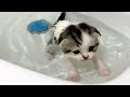 Первая ванна для котенка #shorts