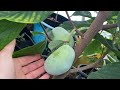  shenandoah pawpaw taste test greenhouse walk thru  persimmons