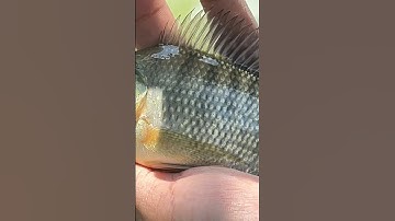 câu cá bằng nhộng ong siêu nhạy #miền trung tv-37l4#shorts #shortvideo #youtube #giaitri #cauca